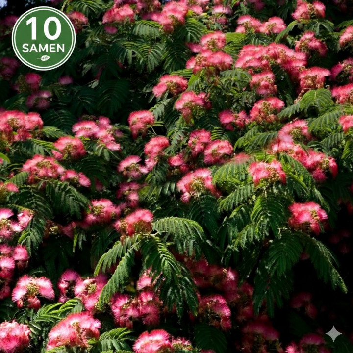 Albicja jedwabista (Albizia julibrissin) 10 Nasion